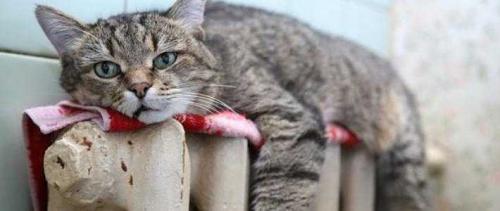 Мс-140 вес. Достоинства и недостатки чугунных радиаторов